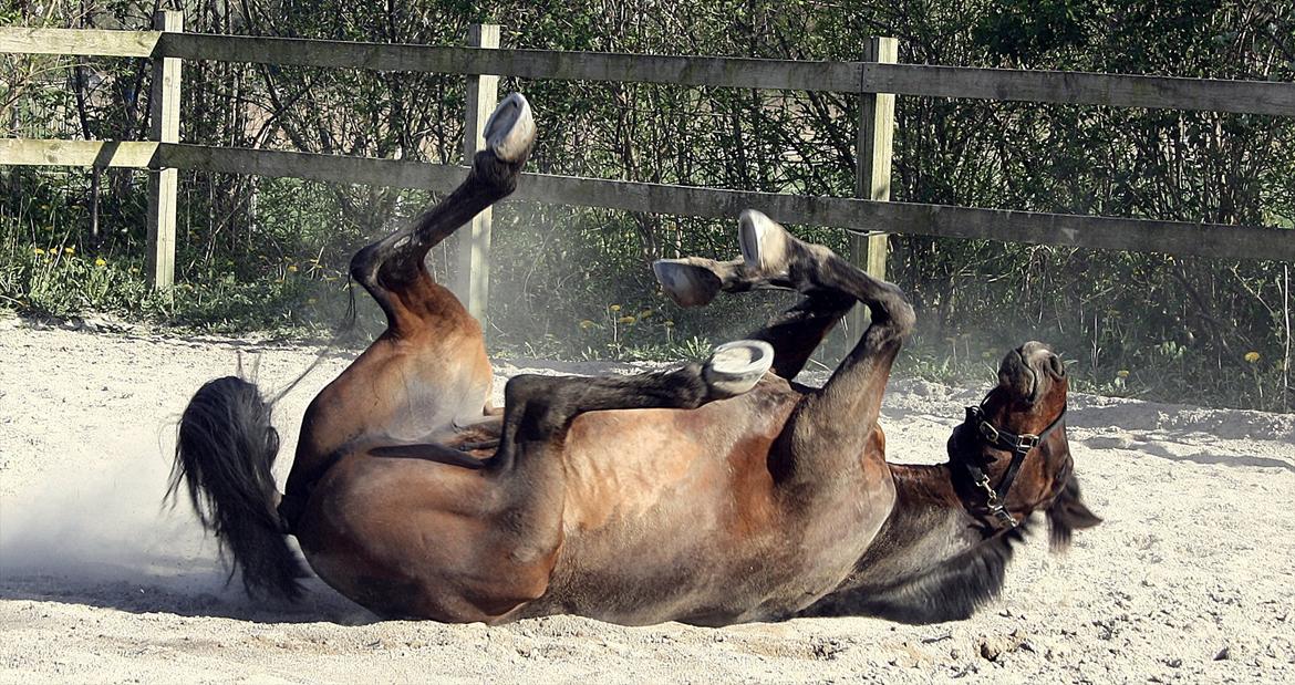 New Forest Navarana's Dion - En varm dag. Dion nyder en rulletur, efter et dejligt køligt bad. billede 11