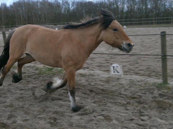 Anden særlig race Vanilla (Tidl. Part :'( <3) billede 12