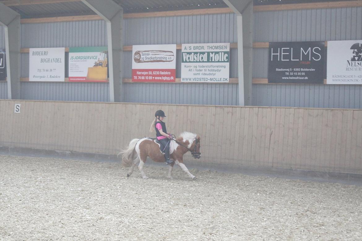 Anden særlig race Tulle (solgt) billede 17