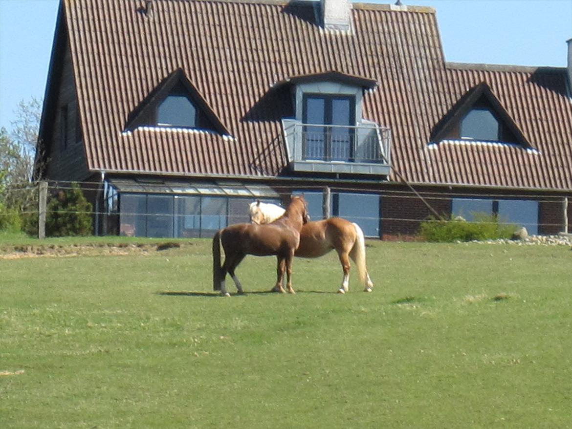 Anden særlig race Mon Cheri<3 - Monses bedste veninde:)!<3 billede 16