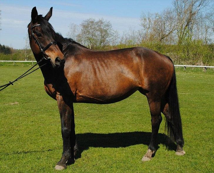 Anden særlig race TULLE-BELL billede 17