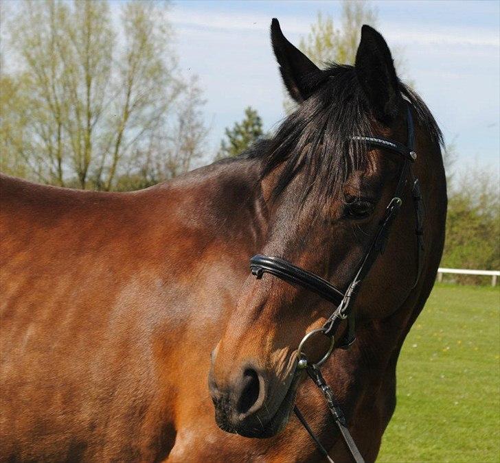 Anden særlig race TULLE-BELL billede 10