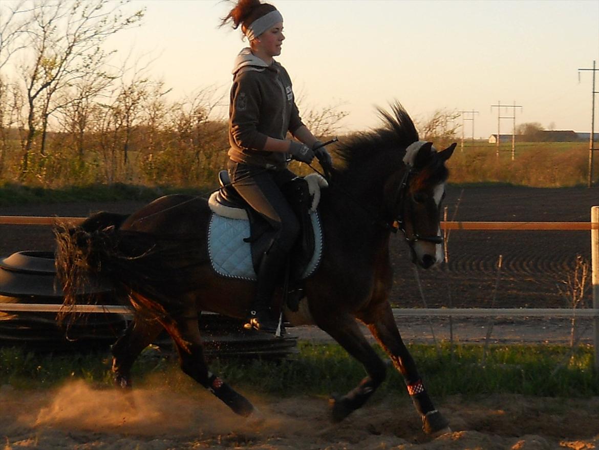 Welsh Pony af Cob-type (sec C) Basse  - Efter en super god træning den 2. maj 2012 :-) billede 18