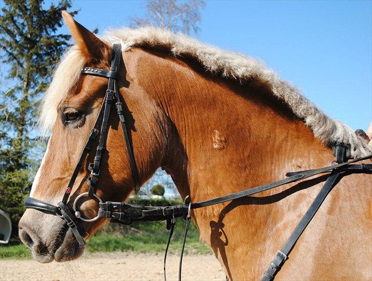 Haflinger PEGASUS billede 7