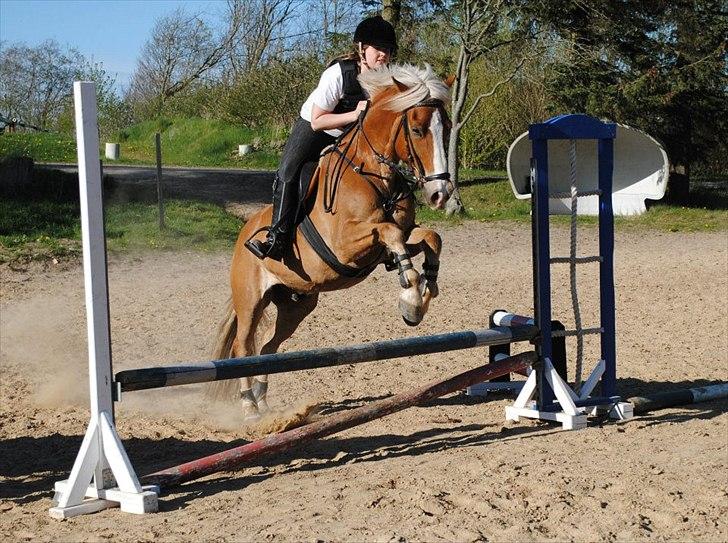 Haflinger PEGASUS billede 14