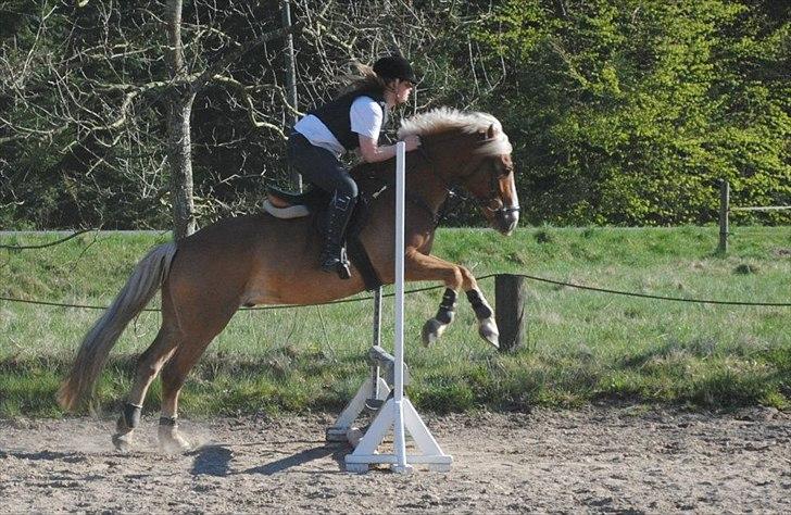 Haflinger PEGASUS billede 10