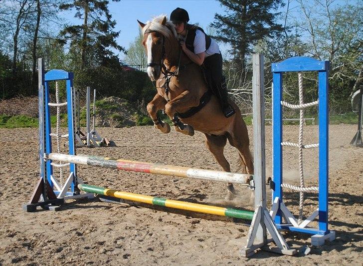 Haflinger PEGASUS billede 4