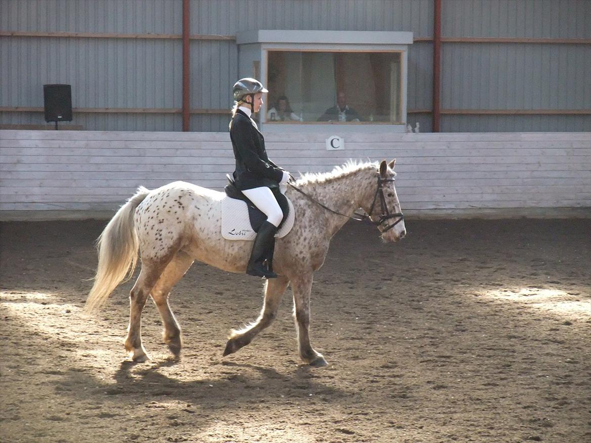 Anden særlig race Ofelia *Rideskolehest* billede 2