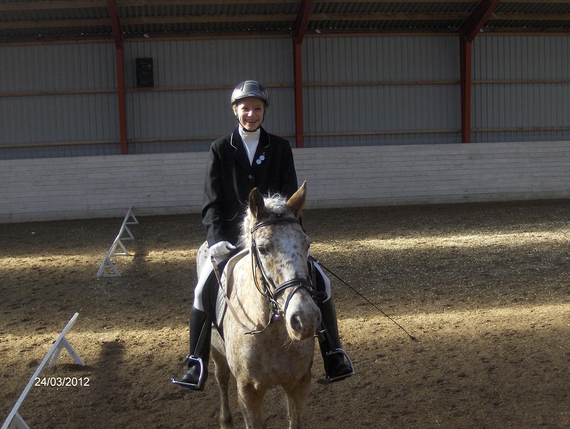 Anden særlig race Ofelia *Rideskolehest* billede 3