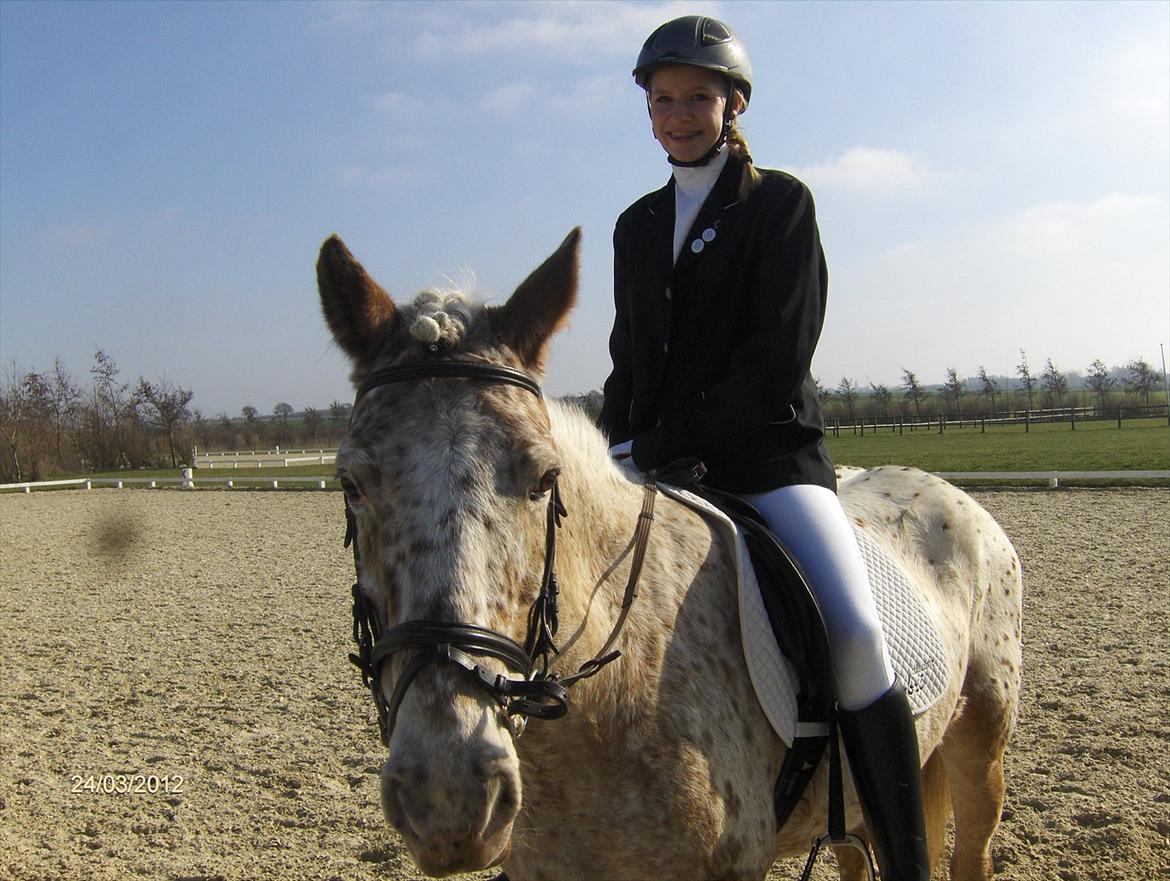 Anden særlig race Ofelia *Rideskolehest* billede 4