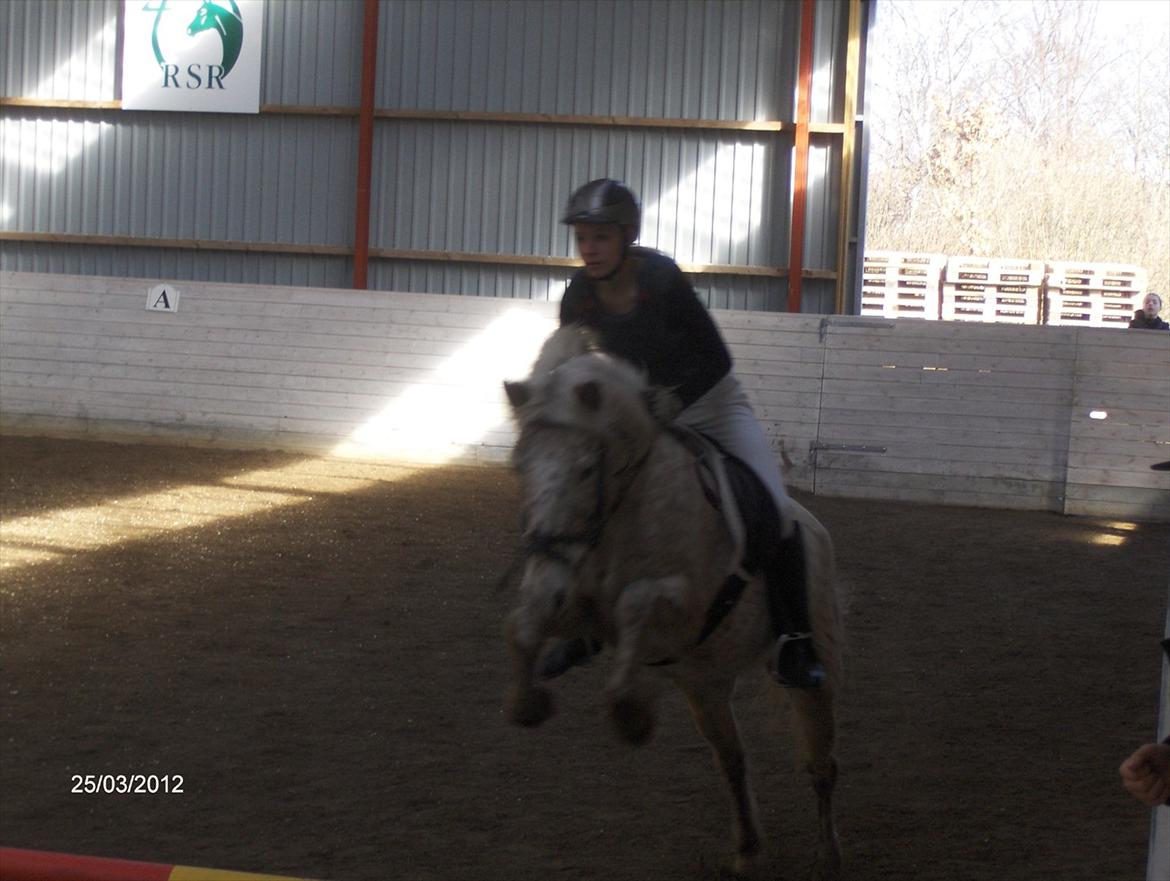 Anden særlig race Ofelia *Rideskolehest* billede 5