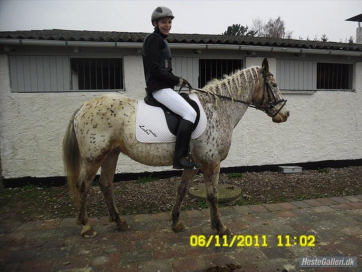 Anden særlig race Ofelia *Rideskolehest* billede 6