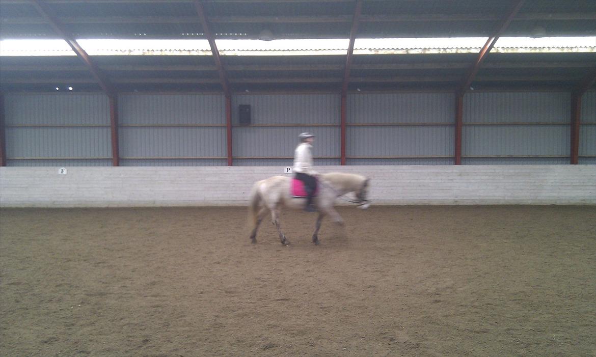 Anden særlig race Ofelia *Rideskolehest* billede 7