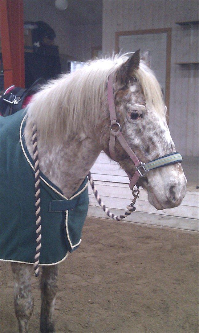 Anden særlig race Ofelia *Rideskolehest* billede 8
