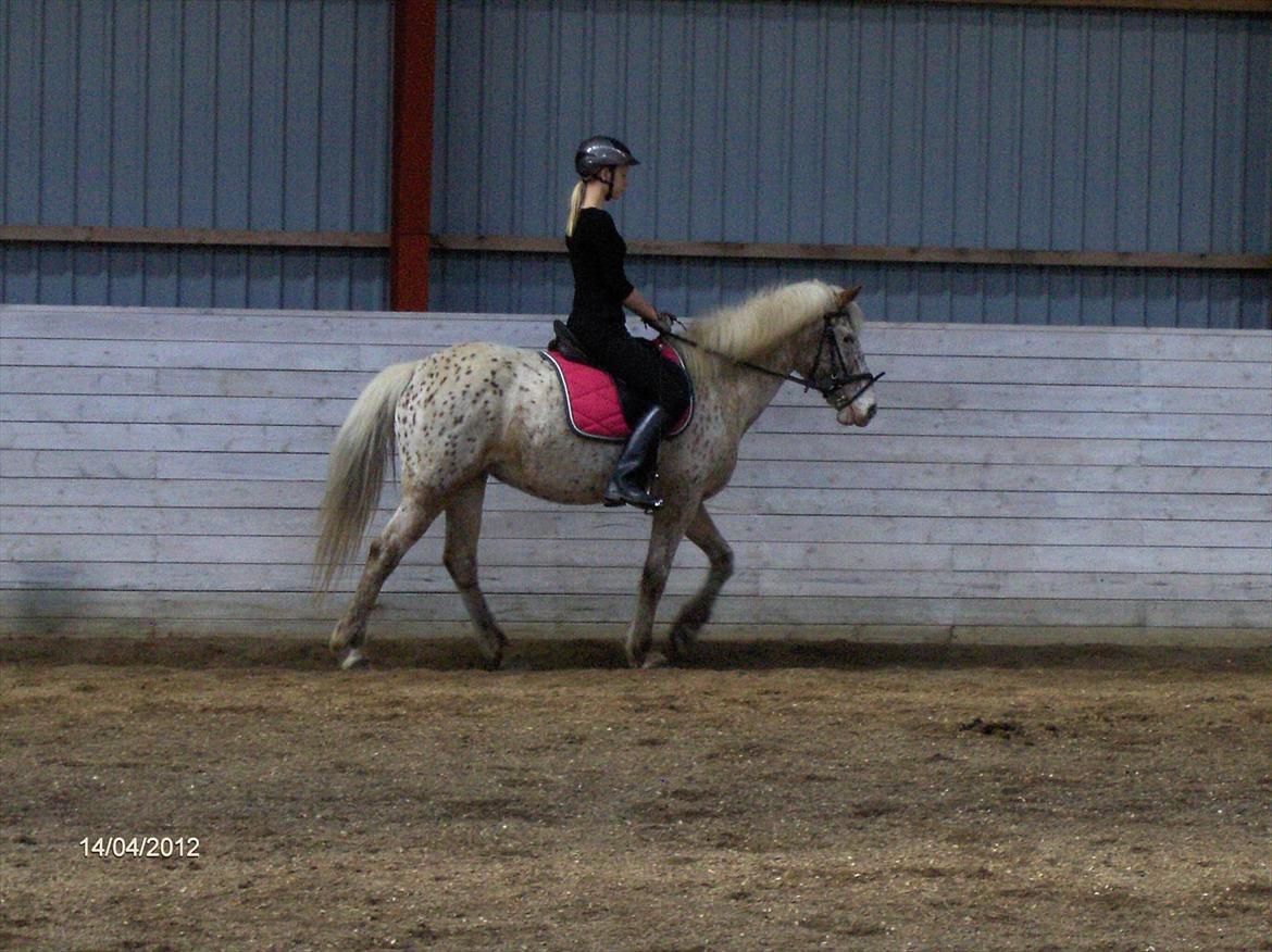 Anden særlig race Ofelia *Rideskolehest* billede 9