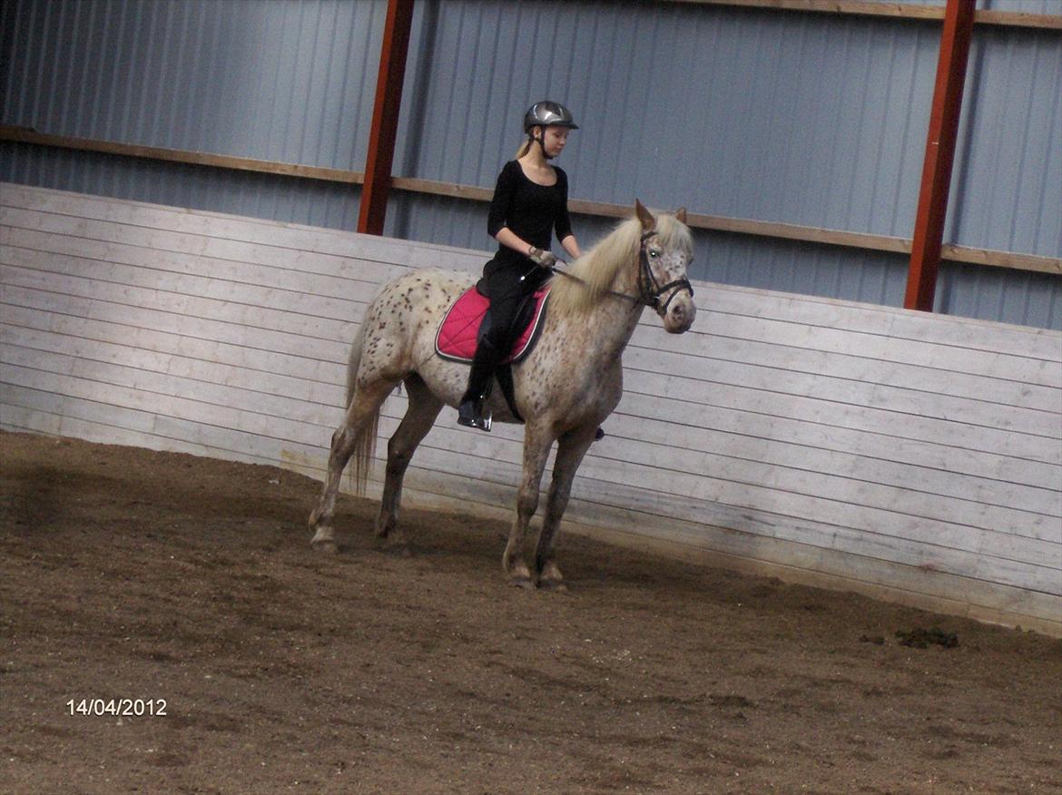 Anden særlig race Ofelia *Rideskolehest* billede 10