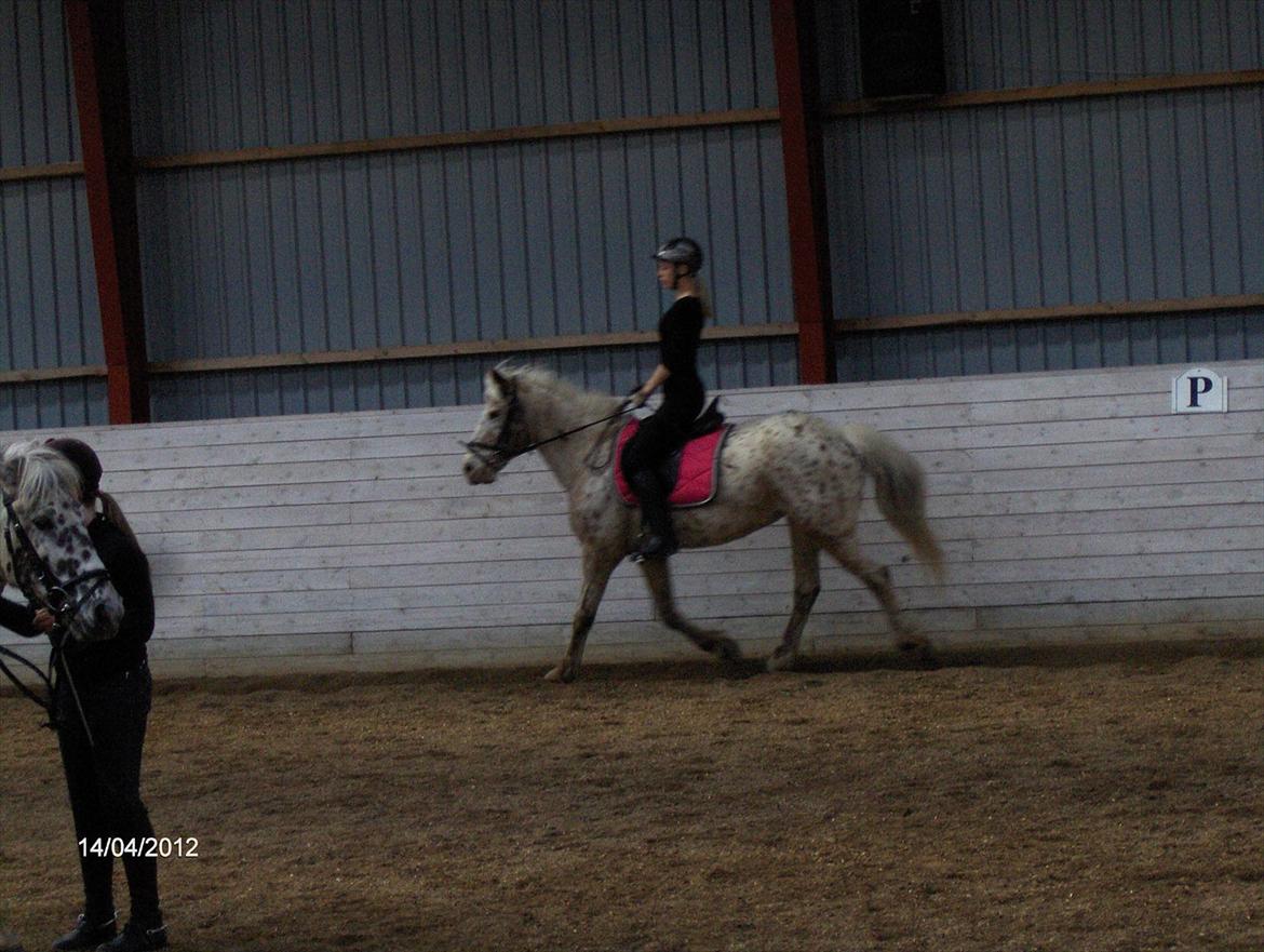 Anden særlig race Ofelia *Rideskolehest* billede 11