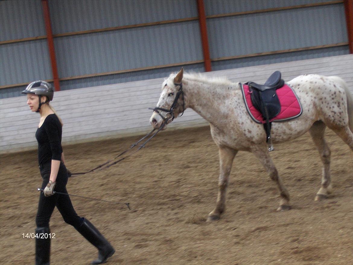 Anden særlig race Ofelia *Rideskolehest* billede 12