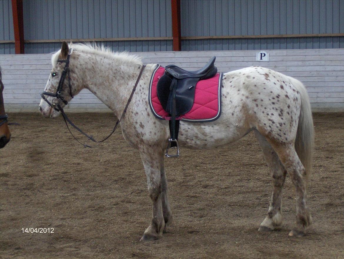 Anden særlig race Ofelia *Rideskolehest* billede 13