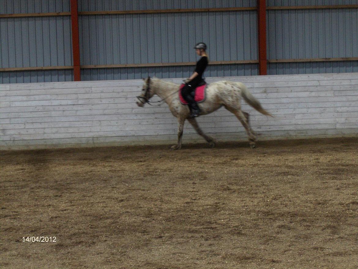 Anden særlig race Ofelia *Rideskolehest* billede 14