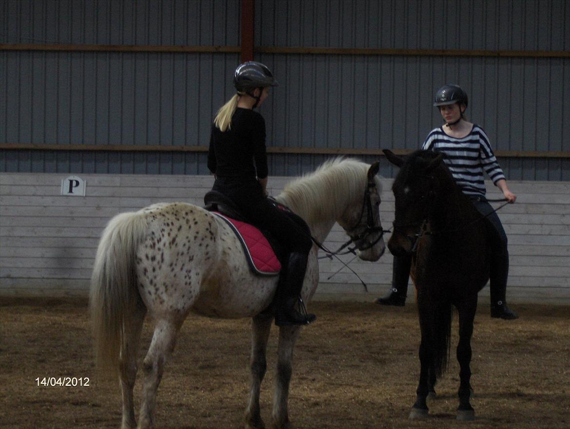 Anden særlig race Ofelia *Rideskolehest* billede 15