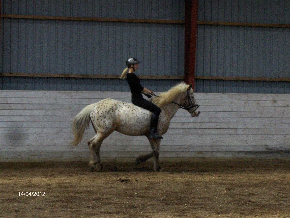Anden særlig race Ofelia *Rideskolehest* billede 16