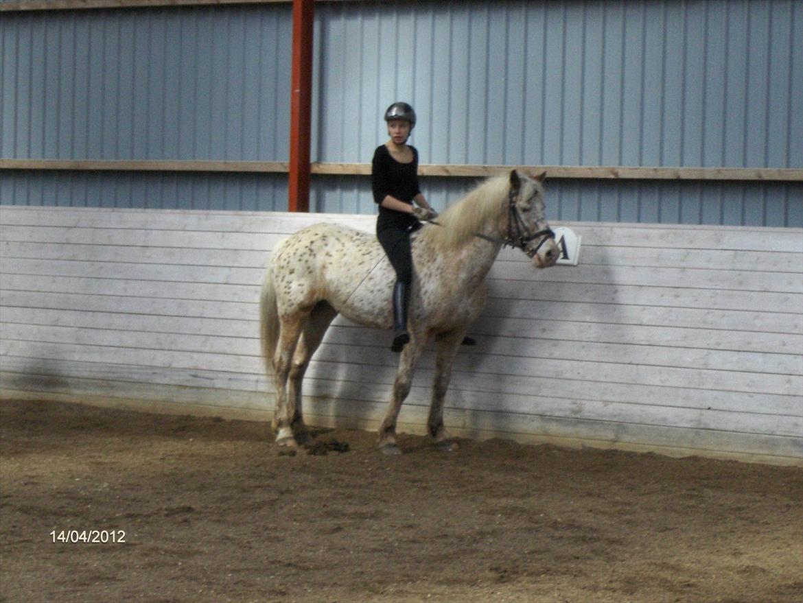 Anden særlig race Ofelia *Rideskolehest* billede 17