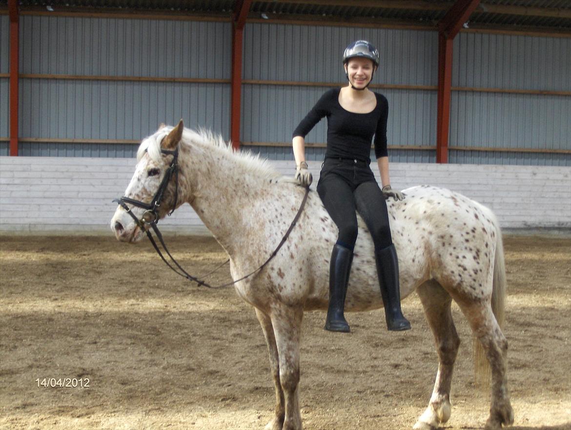 Anden særlig race Ofelia *Rideskolehest* billede 18