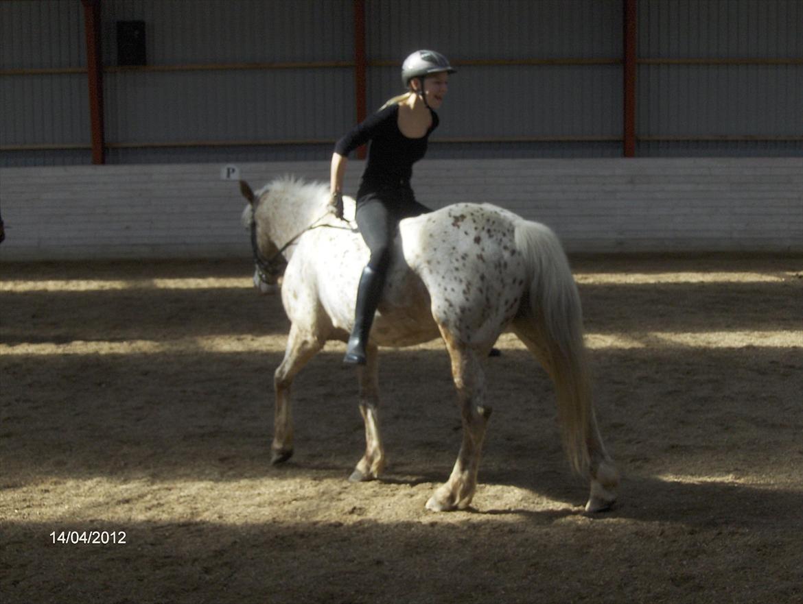 Anden særlig race Ofelia *Rideskolehest* billede 19