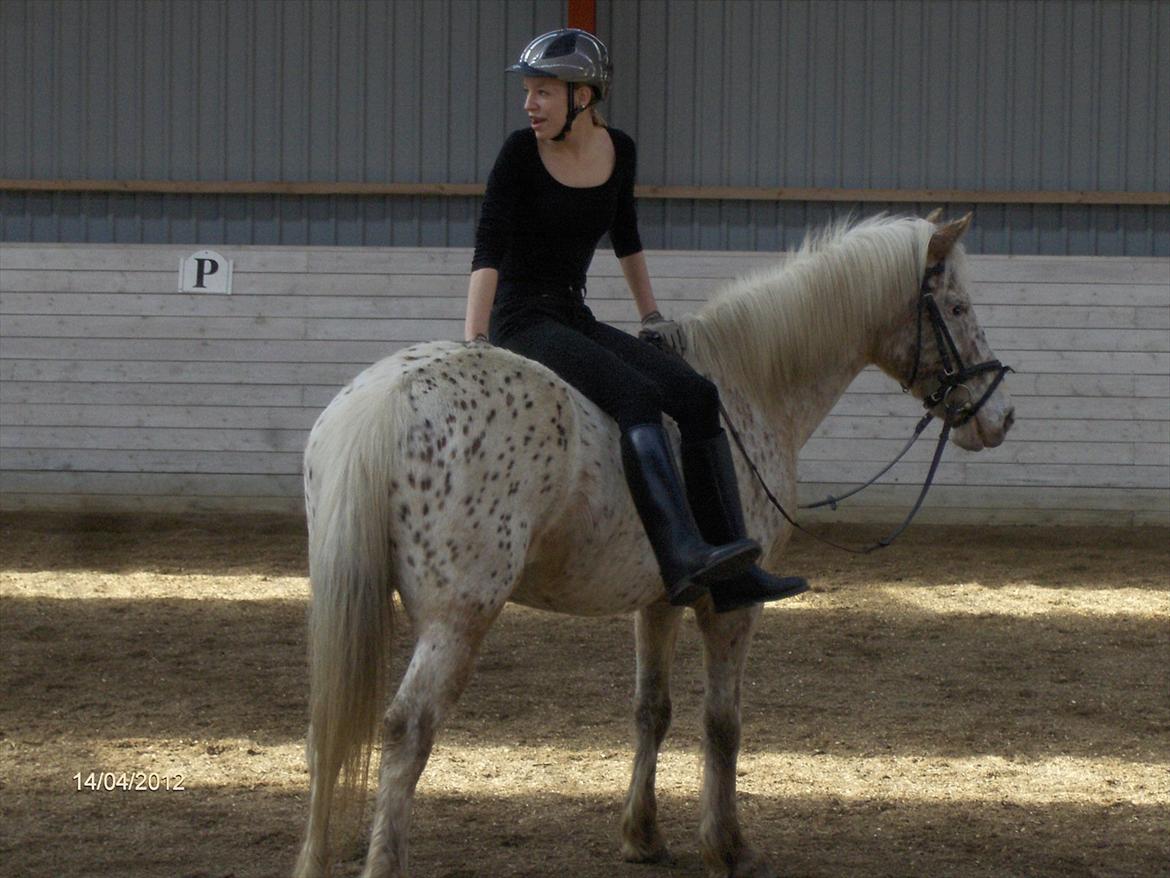 Anden særlig race Ofelia *Rideskolehest* billede 20