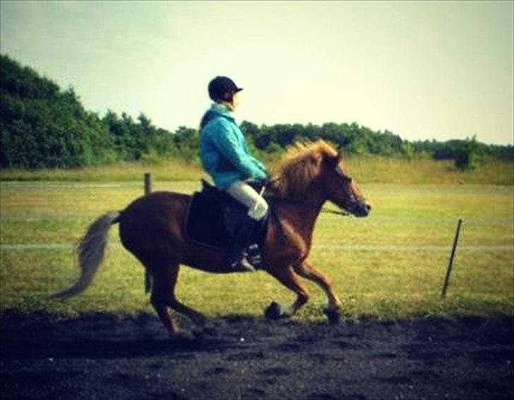 Islænder Embla fra Hessellund  - Ma better half.
Februar 2008. billede 15