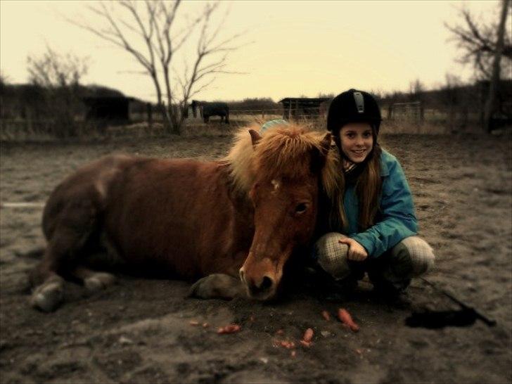 Islænder Embla fra Hessellund  - Hihi vi hygger.
Marts 2008. billede 16