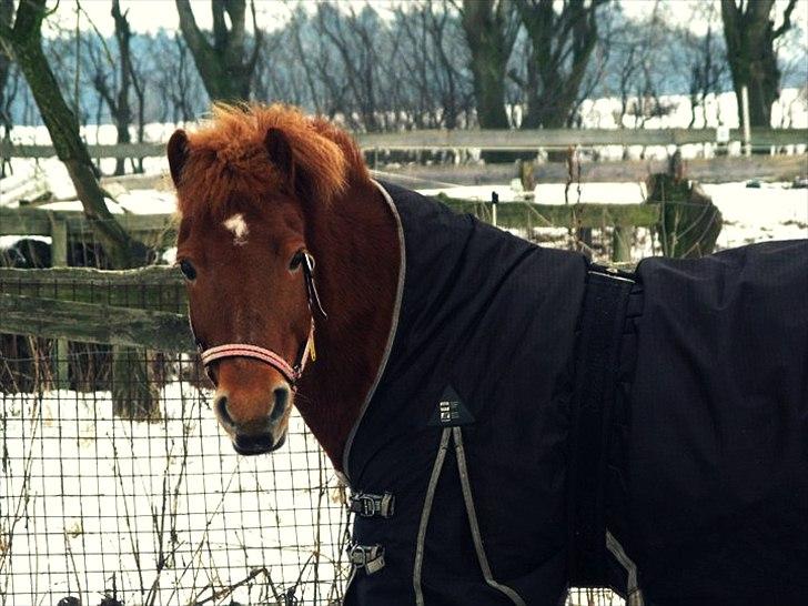 Islænder Embla fra Hessellund  - Smukkeste Embla!
Marts 2011. billede 3