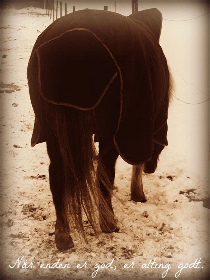 Islænder Embla fra Hessellund  - Vi mødes igen en dag bag regnbuen. billede 19