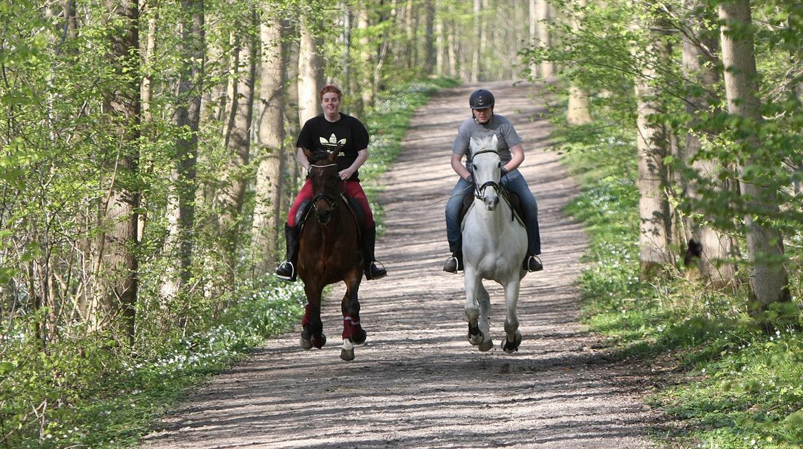 Trakehner Rebecca aka Pølsen - Forårshygge i skoven - maj 2012 billede 16