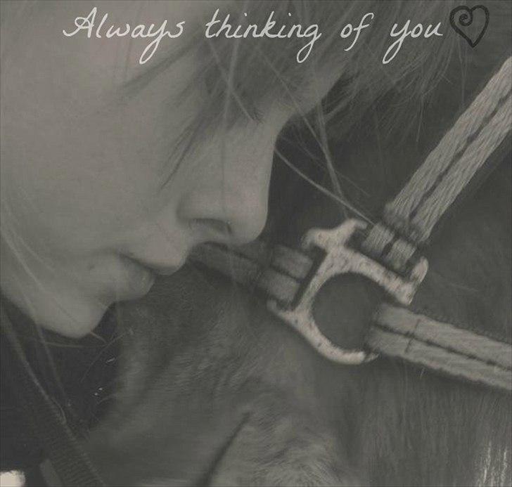 Islænder Embla fra Hessellund  - You are always on my mind. billede 18