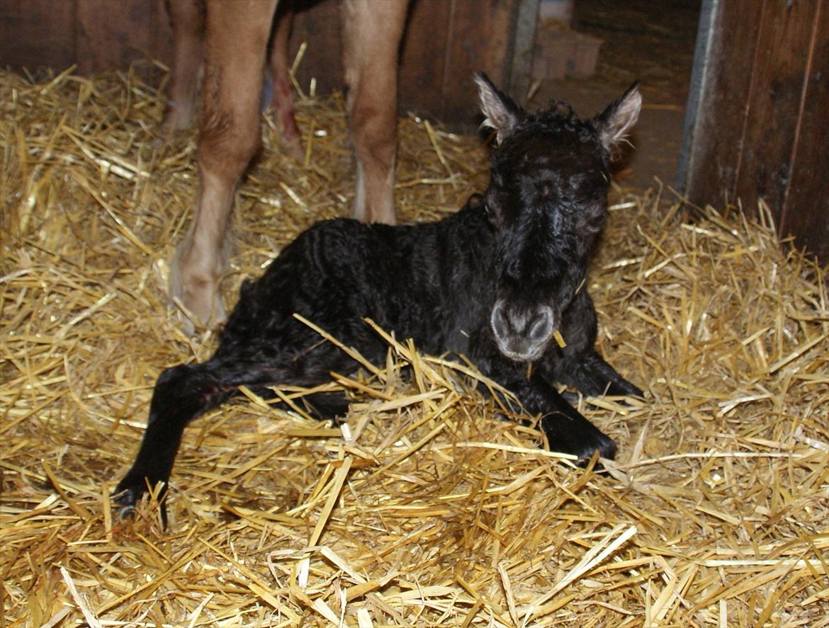 Dansk Miniature RKG Designs Delicious Diamond - D. 4 maj 2012 - Velkomme til MIG billede 2