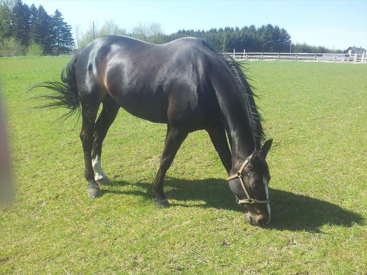 {{currentPhoto.altText}} billede {{currentPhoto.number}}