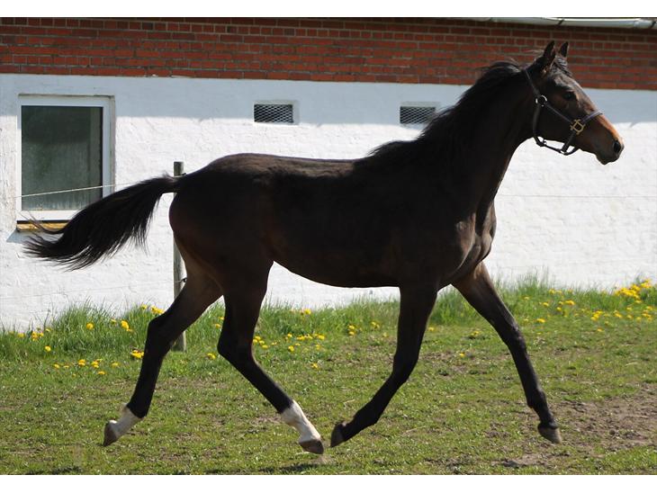 {{currentPhoto.altText}} billede {{currentPhoto.number}}