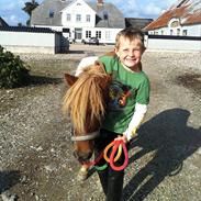 Shetlænder Felix (Familiens pony)