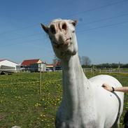 Appaloosa Rachene's Mannie