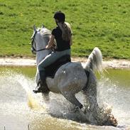 Arabisk fuldblod (OX) Extream