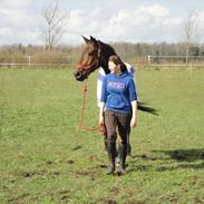 Hannoveraner Sandro (Grisling)