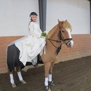 New Forest Øxenborg´s Gigolo