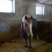 New Forest Øxenborg´s Gigolo