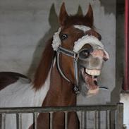 Anden særlig race Komet||My soulmate||<3