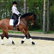 Dansk Varmblod Sandbæk's Mirage 