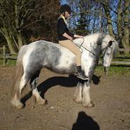 Irish Cob Kastanjelundens Simone