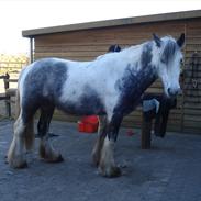 Irish Cob Kastanjelundens Simone