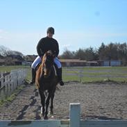 Dansk Varmblod Ivik wilholt